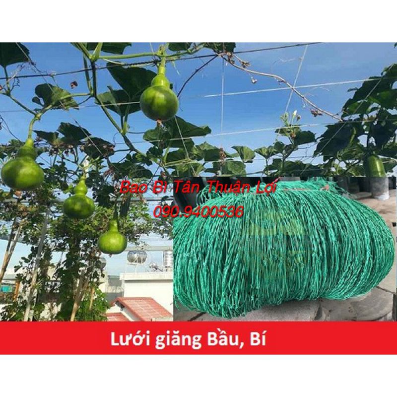 Lưới Giăng Bầu,Bí (khổ 2m)